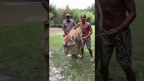 This might be the biggest cat in the world!