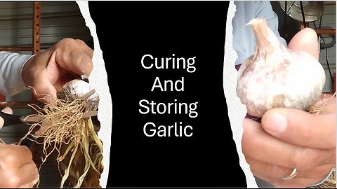 Curing And Storing Garlic
