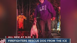 Firefighters rescue dog from ice