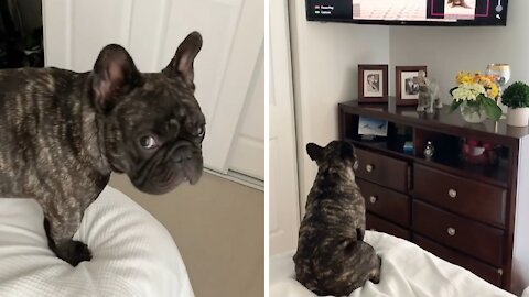 Nothing can separate this Frenchie from his favorite TV show