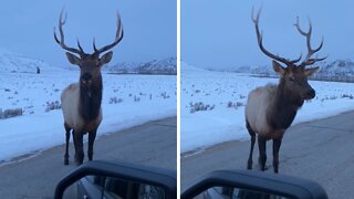 Angry Bull Elk Pops Tire With His Horns
