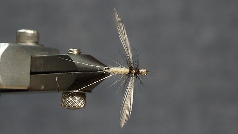 Mayfly spinner - imago (Fling & Puterbaugh 11/30)