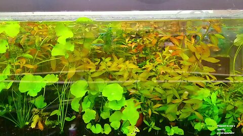 LIVE | The Guppy Chronicles: Relax with the Tranquil Guppies