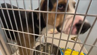 Humane Society of Tampa Bay in 'crisis,' completely full