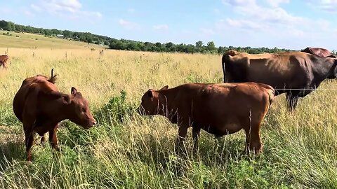 2022 spring born Pureblood South Poll heifers.