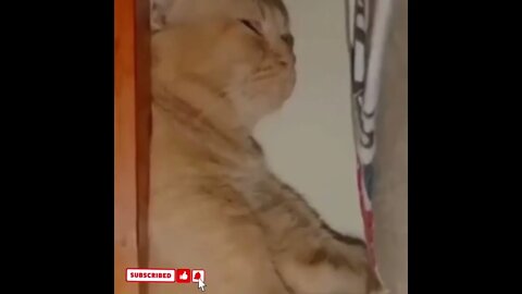 cute cat videos 😹 funny videos 😂1749