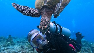 Jealous sea turtle chases smaller turtle away from "his scuba diver"
