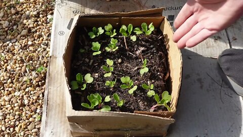 Growing seeds in a cardboard box. #cardboardafter