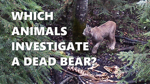 Which Animals Investigate A Dead Bear?