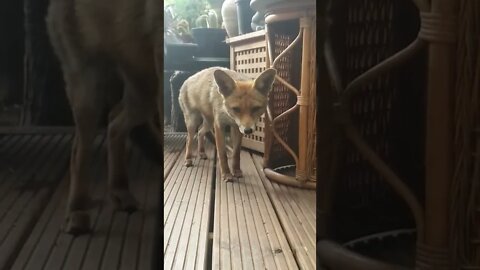🦊Ajax the urban fox makes an early morning visit to the back door to say hello!