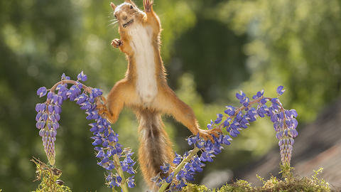 red squirrels doing karate