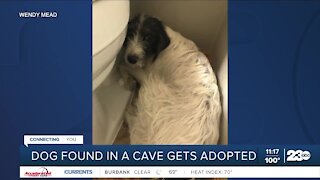 Dog found in cave gets adopted