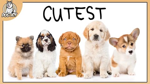 Top CUTEST Dog Breeds GUARANTEED To Melt Your Heart