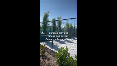 Florida privacy and shade plants Fast Growing Ocoee Bamboo Farm 407-777-4807