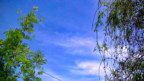 IECV TLV #45 - 👀 Time Lapse Of Sky And Trees Blowing In The Wind 6-9-2019