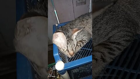 kucing tidur di rak bumbu