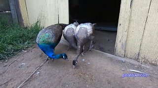 Peacock Eye Sight, Peacock Minute, peafowl.com