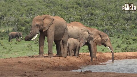 Elephants At A Waterhole | Addo Elephant National Park