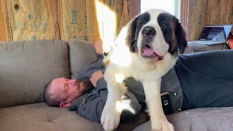 St Bernard- Baby Walter snuggles with dad