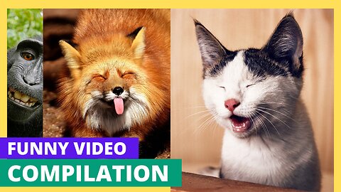 Funny animals video 🤣