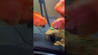 Fish fighting each other