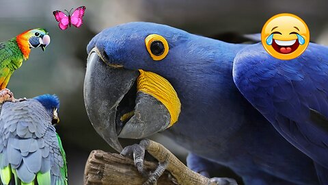 Funniest bird video🎉🐱🐶 new parrot video fun with animals-2023 most funniest video📹😂