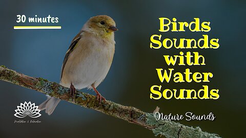 🦜💦 Birds Sounds with Water Sounds Meditation Relaxing Zen Music – Nature Sounds 30 minutes🎧