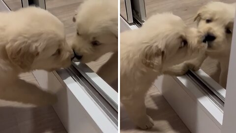Puppy Tries To Make Contact With Mirror Reflection