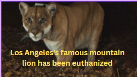 Los Angeles’ famous mountain lion, has been euthanized