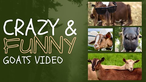 Goat Gone Wild: Hilarious Goats