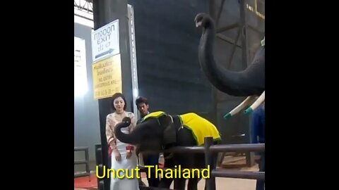 thailand tourism | elephant wildlife zoo #shorts