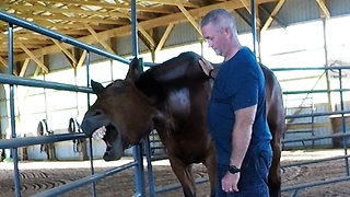 Horse's Irregular Facial Expression Indicates Health Problems