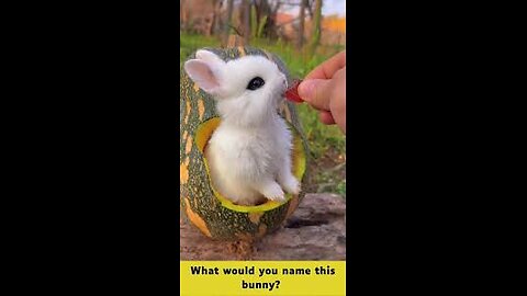 Cute bunny having a treat! #bunny #babybunny