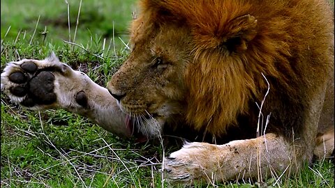 Majestic lion lazily grooms himself on the African plain