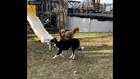 Leo the GoldenDoodle playing with 2 female Border Collies