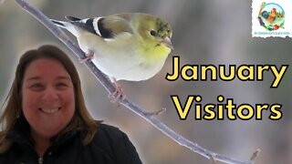 Homesteading Birders Update | January Visitors