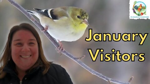 Homesteading Birders Update | January Visitors