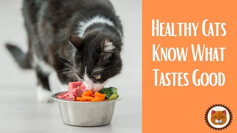 🐱 Cats 101 🐱Cat Knows What Tastes Good