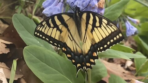 Tiger Butterfly & Bluebells