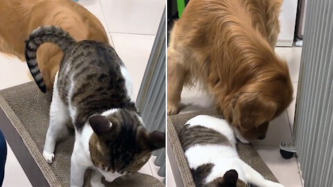 Golden Retriever cleans cat foot sores. They are good friends
