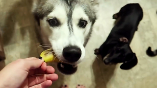 Dogs Try Bananas For The First Time