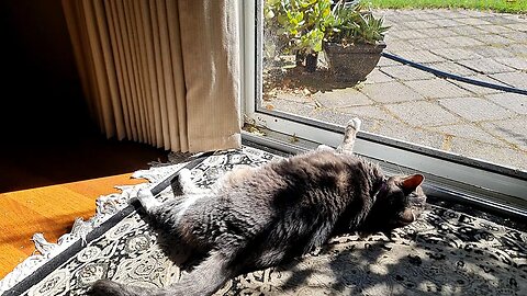 Cat sunbathing positions