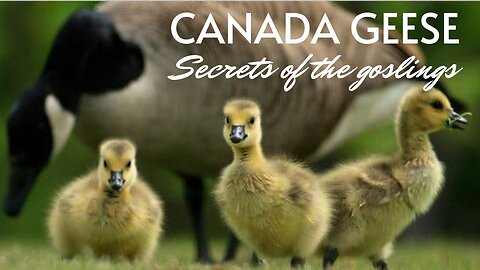 Canada Geese: The life of the goslings.