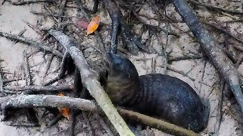 Newborn seal hidden in the mangroves cries adorably for his mother