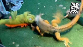 Iguana vs. stuffed animal!
