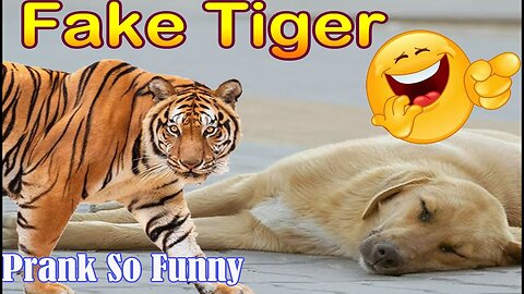 Troll Prank Dog Funny & fake Lion and Fake Tiger Prank To dog & Huge Box Prank to dog