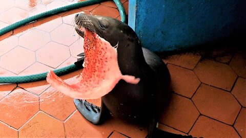 Baby sea lion puts on his best begging performance at Galapagos fish market