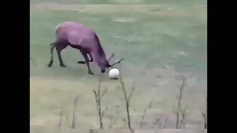 Deer plays soccer