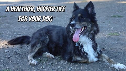 Healthy Habits for Happy Dogs: Top 5 Tips