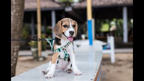 Funny Cute Dog | Cute Playful Beagle | Shorts Video